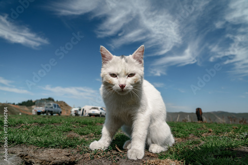 Canvas Print Wild White Cat Sitting on the Grassland Under a Blue Sky with White Clouds, Maki