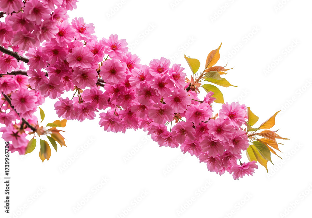 Naklejka premium Double cherry blossoms isolated on transparent background, pink flowers PNG for spring design