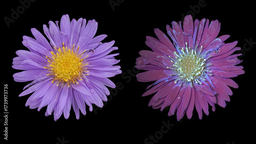 Neubelgien-Herbstaster (Symphyotrichum novi-belgii), Blüte  mit Tageslicht und UV-Licht aufgenommen, Deutschland 