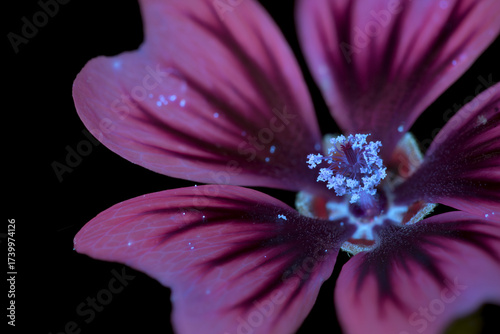 Marokkanische Wild-Malve (Malva sylvestris subsp. Subacaulis), Pollenblätter mit UV-Licht aufgenommen, Deutschland