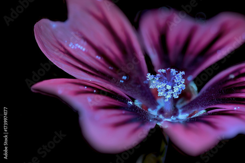 Marokkanische Wild-Malve (Malva sylvestris subsp. Subacaulis), Pollenblätter mit UV-Licht aufgenommen, Deutschland