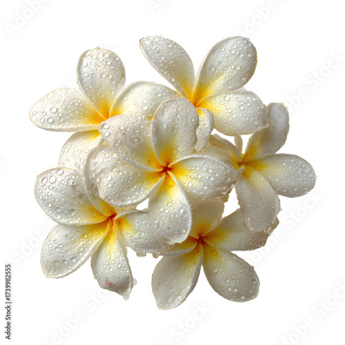 White Frangipani Flowers with Dewdrops Arrangement for Captivating Floral Photography