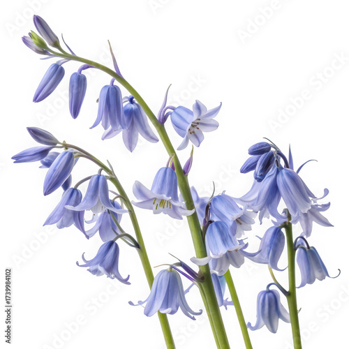Delicate bluebell flowers isolated on white a close-up of Hyacinthoides non-scripta perfect for spring-themed designs and botanical illustrations