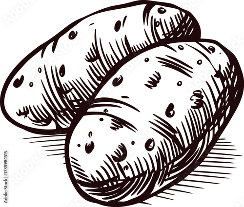 Hand drawn sketch of two rustic potatoes isolated on white background in vintage engraving