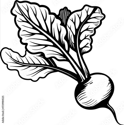 Hand drawn black and white illustration of radish with leaves, botanical root vegetable engraving