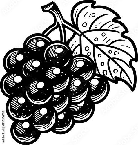 Hand drawn black and white illustration of grape bunch with leaf, vintage retro botanical sketch