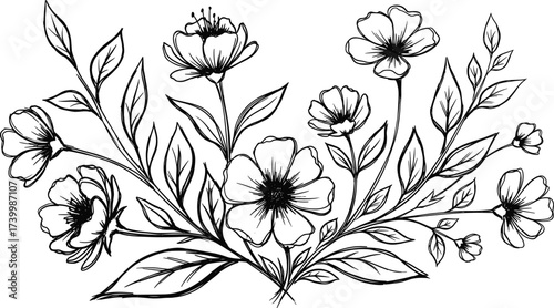 Detailed black and white floral arrangement with blooming five-petal flowers, slender leaves and stems for coloring book and botanical design