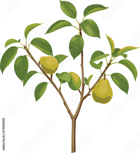 Illustration of pear tree with green leaves and ripe fruits growing on branches in natural botanical garden design