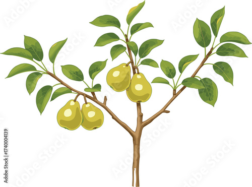 Illustration of pear tree branch with green leaves and ripe yellow fruits growing naturally in agricultural orchard garden