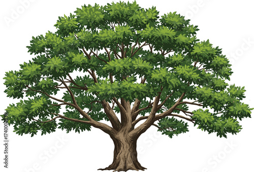 Vector illustration of large deciduous tree with spreading green leaves and strong trunk design for natural landscape scene