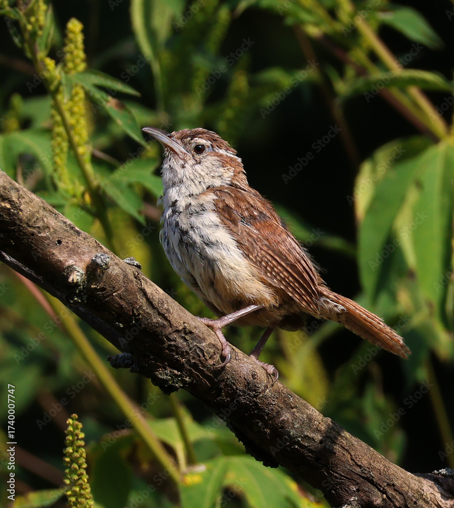 Naklejka premium This little Carolina Wren is a bundle of energy and alertness as it perches upon a branch at the edge of the yard. 