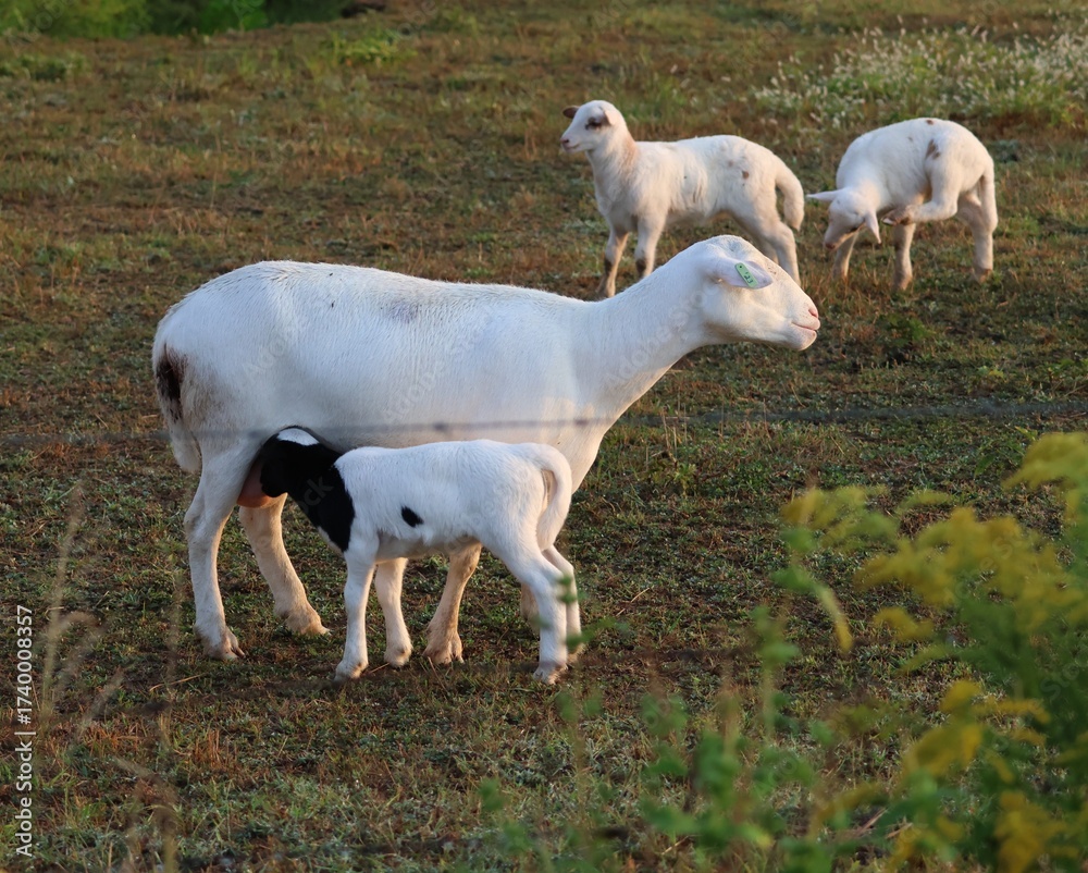 Obraz premium A ewe and her suckling lamb basking in the golden, morning light.