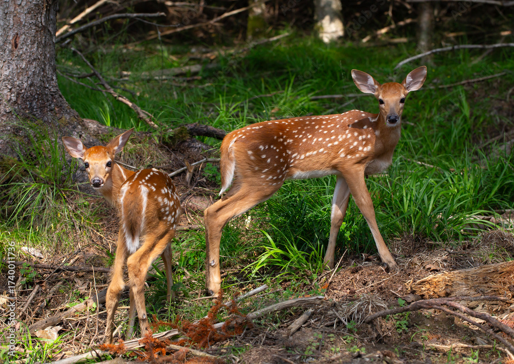 Obraz premium Two young spotted deer standing in a forest, Canada.