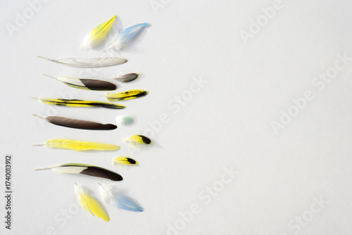 Colorful budgerigar feathers on white background, copy space for text