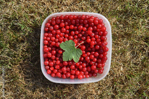 Fresh red currant with currant leaf in plastic container