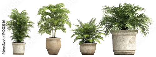 Several potted plants with light green foliage