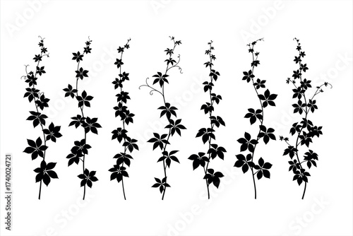 Black silhouette of climbing ivy vines with five lobed leaves on white background plant