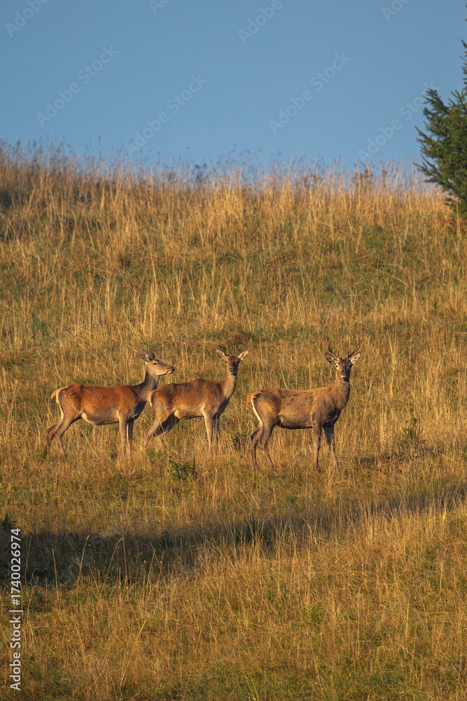 Fototapeta premium A red deer stag and hind (Cervus elaphus) in their natural forest habitat. Wildlife photography capturing the grace and strength of wild animals in the morning light.
