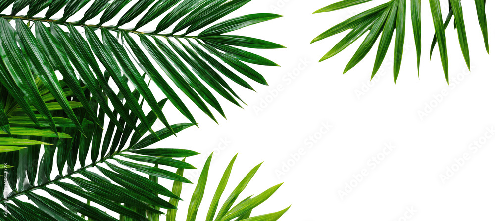 Naklejka premium Lush green palm fronds fill the image, with sharp detail and vibrant color against a black backdrop