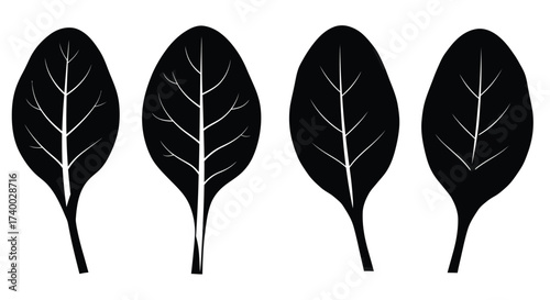 Simple black and white illustration of four similar shaped leaves displayed