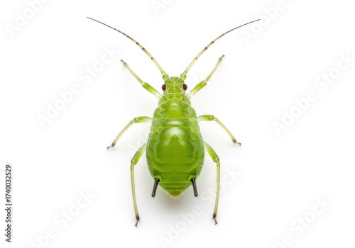Close up macro view of a bright green aphid insect on a white background