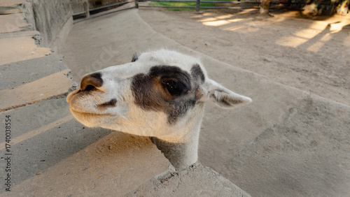 curious llama peeking over concrete wall in zoo enclosure