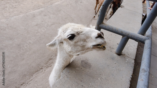 curious llama peeking over concrete wall in zoo enclosure