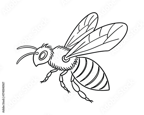 Detailed Outline Illustration of a Honey Bee Flying on White Background for Educational Purposes and Creative Projects