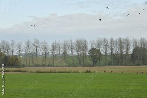 Carta da parati Rangée de peupliers n'ayant plus de feuillage par un temps brumeux et nuageux à