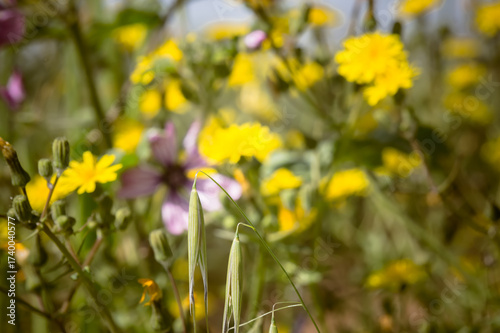 vegetazione spontanea