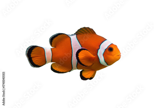 Isolated clownfish Amphiprioninae, coral reef fish swimming in ocean, vibrant coloration