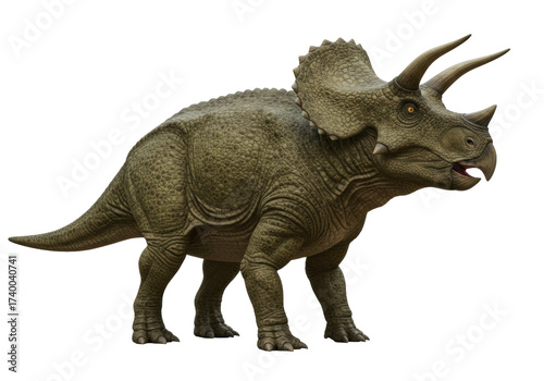 Isolated Triceratops dinosaur walking side view, prehistoric reptile with horns and frill