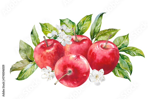 Apples with fresh leaves and flowers hand drawn watercolor illustration isolated on white. Ripe juicy red fruits bright colorful clipart for food, garden, harvest, farm, rustic design, packaging, menu