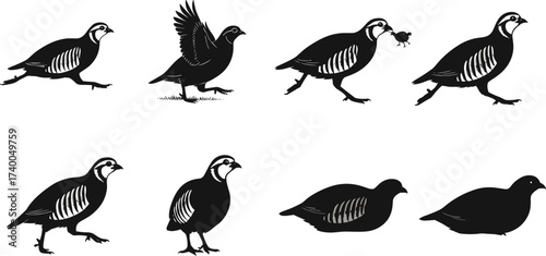 Quail silhouette vector set of eight poses including walking, standing, resting, wing raised, insect catching for bird and wildlife illustration