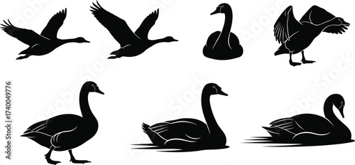 Swan silhouette vector set of seven poses including flying, swimming, standing, landing, graceful neck curves for bird and wildlife illustration