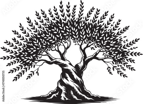 Twisted Olive Tree With Many Branches and Leaves