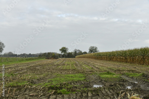 Champs de maïs après récolte sous un ciel gris à Ghislenghien (Ath) 