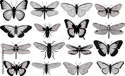 Diverse Collection of Butterflies and Dragonflies Entomology Graphic Vector Illustration Featuring Black and White Delicate Insect Designs