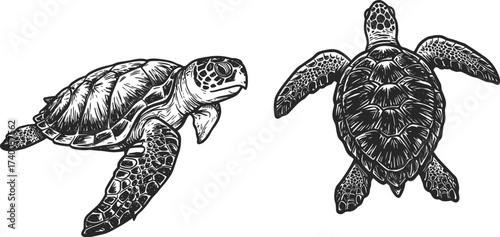 Detailed sea turtle illustration, black and white marine animal drawing, ocean wildlife vector, aquatic reptile design, tropical nature graphic, underwater creature