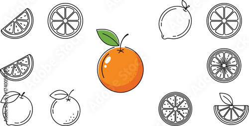 Citrus fruit illustration set—orange whole, slices, and cross-sections in black and color styles for food, design, and educational themes