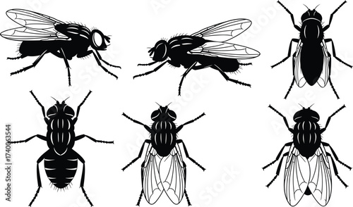 Stylized Fly Silhouettes – Insect Anatomy Vector Set Featuring Top and Side Views for Biology, Entomology, Education, and Design Use
