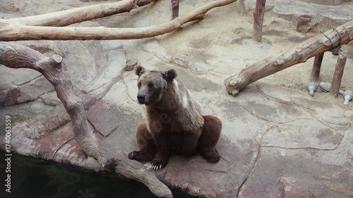 bear sitting peacefully by water in rocky zoo habitat