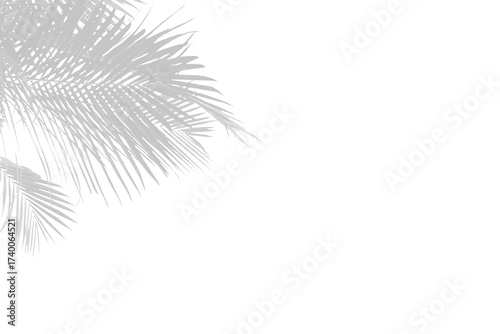 Illustration of palm leaf shadow isolated on transparent background
