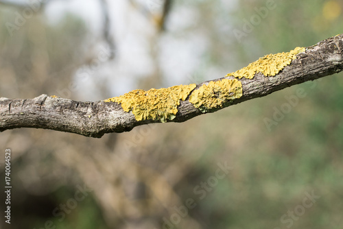 licheni