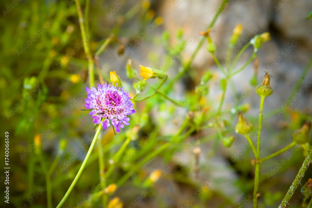 Obraz premium vegetazione spontanea