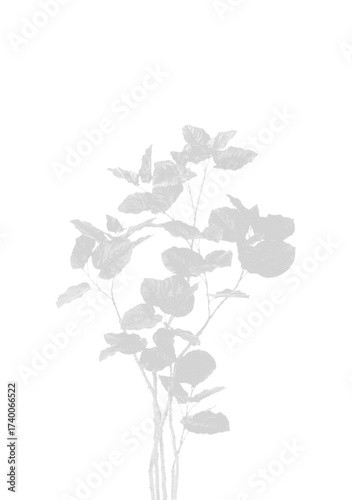 Illustration of plant shadow isolated on transparent background