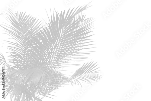 Illustration of palm leaf shadow isolated on transparent background