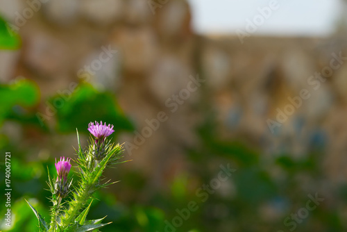 vegetazione spontanea
