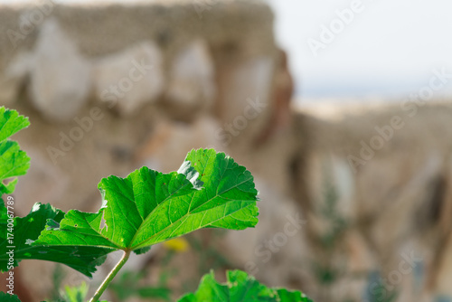 foglie di malva