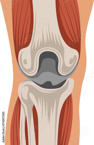 Illustration of a human knee joint anatomy isolated on white background